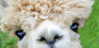 More Irish Jokes alpaca, smile, teeth-985158.jpg