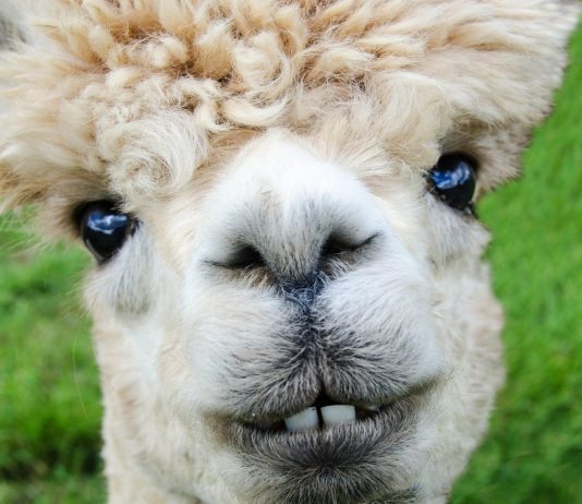 More Irish Jokes alpaca, smile, teeth-985158.jpg