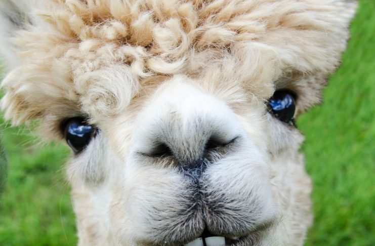 alpaca, smile, teeth-985158.jpg