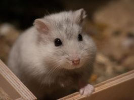 cute, small, mammal-3160464.jpg