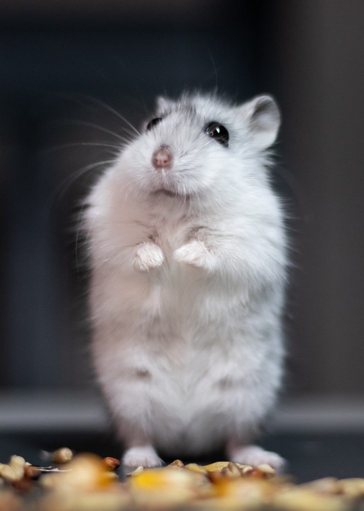 hamster, rodent, animal-6777533.jpg