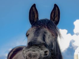 horse, mare, friese-1844792.jpg