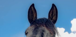 Funny Irish Stories and Poems horse, mare, friese-1844792.jpg